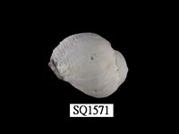 藏品(紫口珊瑚螺)的圖片